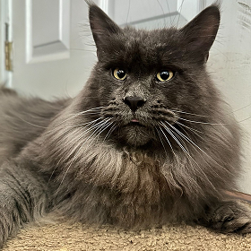 photo Earl Grey